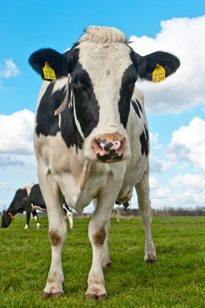 Vacca di Holstein — Foto Stock