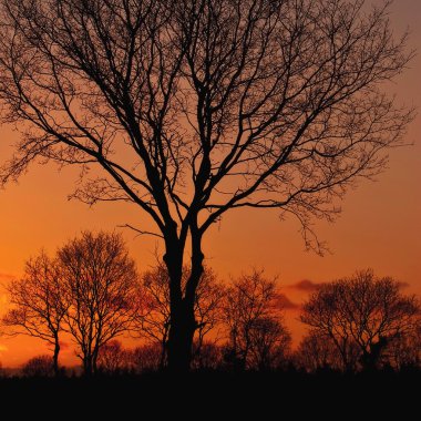 szép naplemente fák