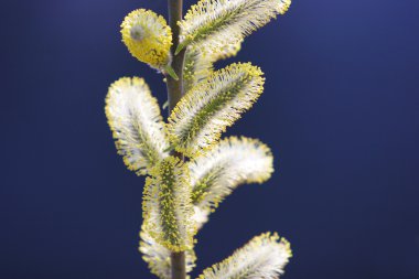 kedicikler springs güneşli