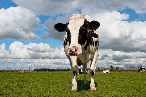 Krowa Holstein — Zdjęcie stockowe