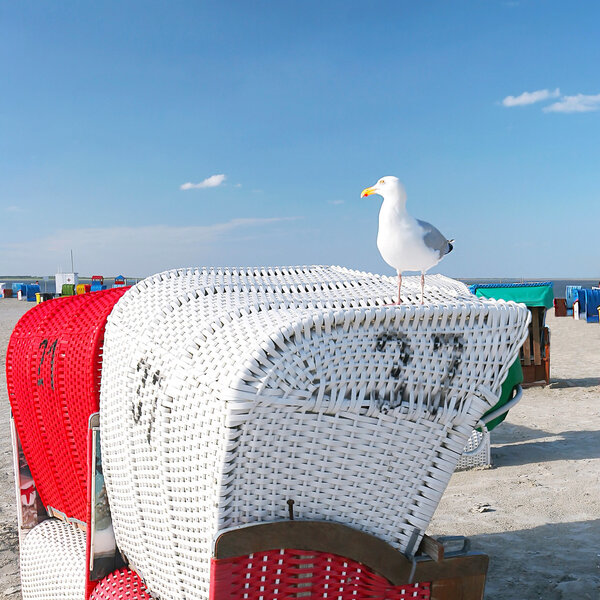 Beach chairs with seagull