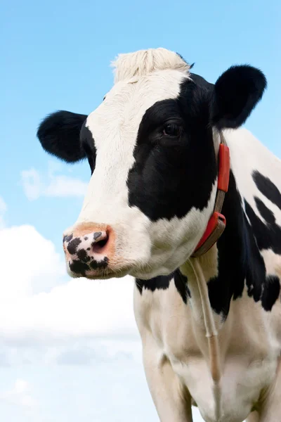 Cow in a grassland in northern of Germany — Stock Photo, Image