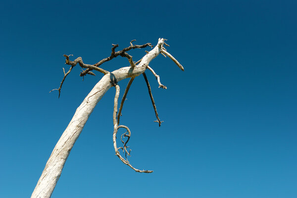 Dry tree in front of blue sky