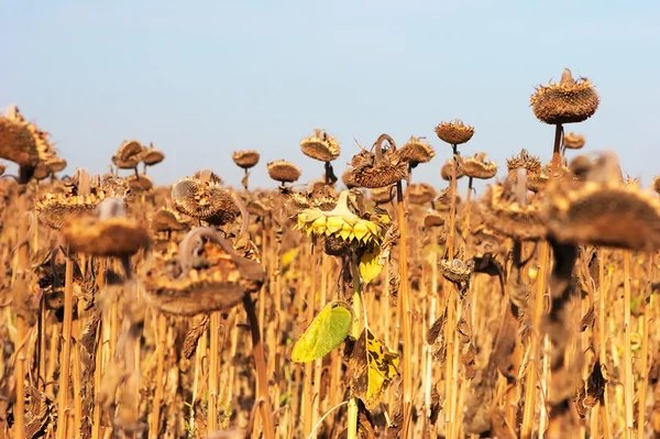 Droog en ziek zonnebloemen na een lange droogte periode Rechtenvrije Stockafbeeldingen