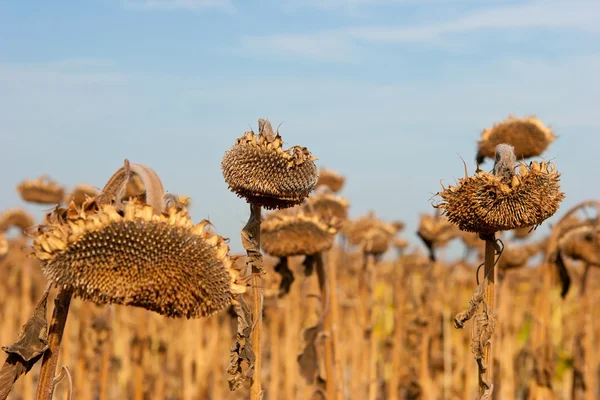 Girasoli secchi e malati dopo un lungo periodo di siccità Fotografia Stock