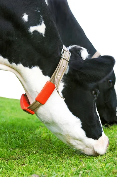 Vacca Holstein al pascolo in una prateria — Foto Stock