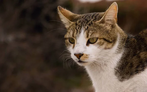 Portrait Chat Tabby Par Temps Froid Couvert — Photo