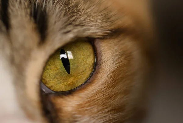 猫的眼睛 专注于垂直瞳孔 超级宏观特写 — 图库照片