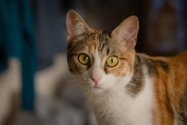 Gorgeous Tabby Kitten Portrait Extreme Macro Close Focus Eye — Stock Photo, Image