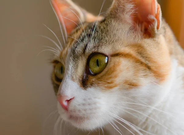 Hermoso Retrato Gatito Tabby Macro Extrema Cerca Con Enfoque Ojo —  Fotos de Stock