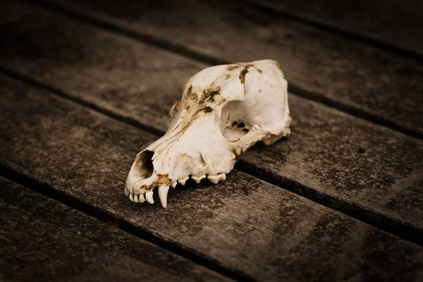 Dog Skull Rustic Wooden Table — Fotografia de Stock