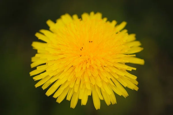 Żółty Kwiat Mniszka Lekarskiego Rozkwicie Makro Zbliżenie — Zdjęcie stockowe