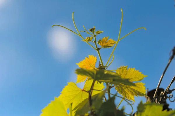 Viniční Úponky Rostoucí Slunci Mendozě Argentině Koncept Vinařského Průmyslu — Stock fotografie