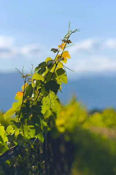 Vineyard Tendrils Growing Sun Mendoza Argentina Wine Industry Concept — Stock Photo, Image