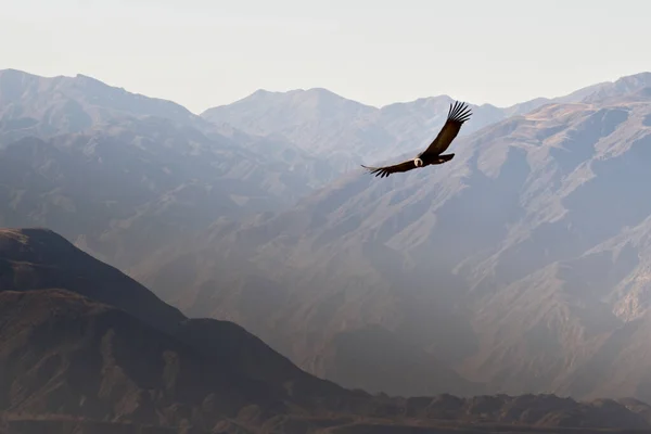 Anden Kondor Vultur Gryphus Über Den Anden Der Nähe Von — Stockfoto