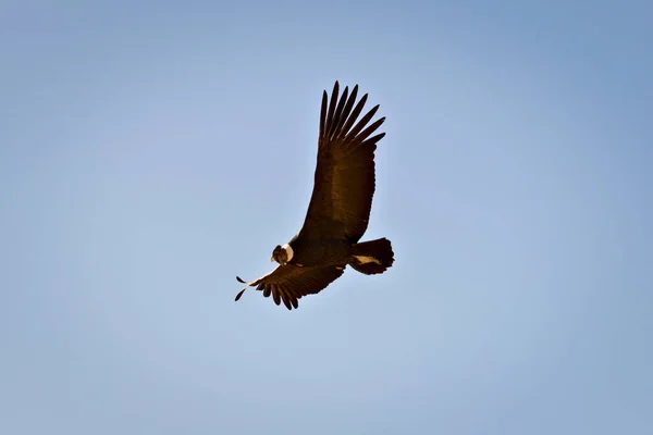 Andean condor (Vultur gryphus) soaring near Tupungato, province of Mendoza, Argentina.