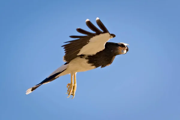 Montaña Caracara Phalcoboenus Megalopterus Vuelo Avistada Cerca Tupungato Provincia Mendoza — Foto de Stock