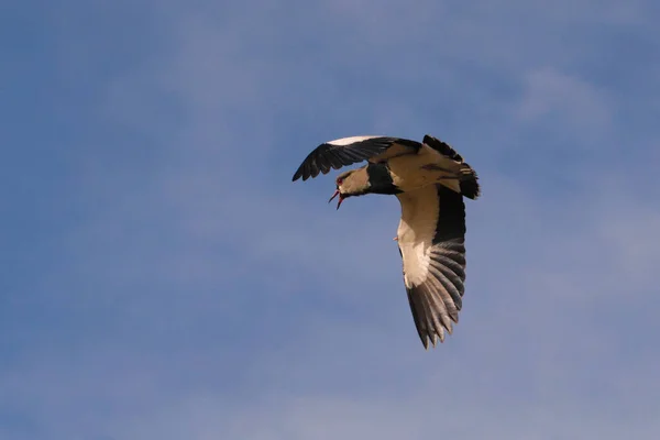 Vanneau Méridional Vanellus Chilensis Vol Repéré Près San Rafael Mendoza — Photo