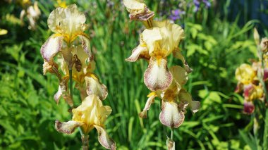 Bahçede çiçek açan bir irisin fotoğrafı. Güneşli Haziran 2021, Belarus.