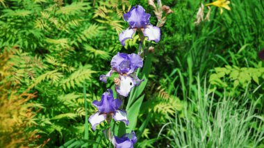 Bahçede çiçek açan bir irisin fotoğrafı. Güneşli Haziran 2021, Belarus.