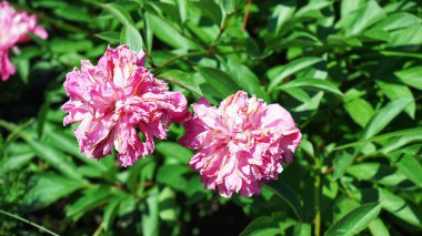 Yazın bahçedeki şakayıkların fotoğrafı..                          