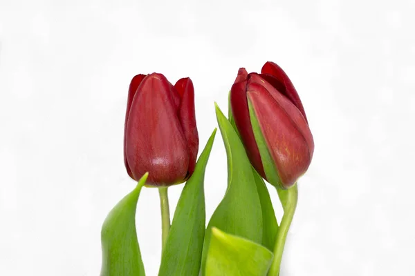 Tulipas Sobre Fundo Branco Vista Cima Flores Primavera — Fotografia de Stock