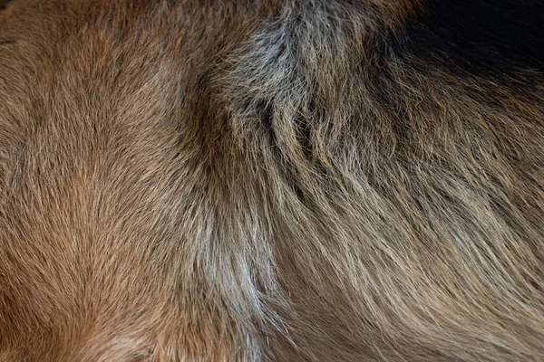 Black Wool Texture Dog Fur — Stock Photo, Image