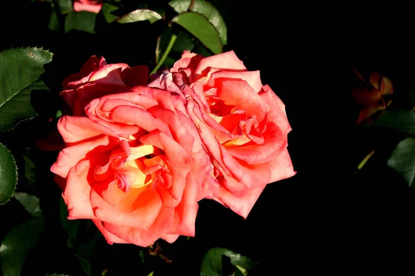 Τριαντάφυλλα Στον Κήπο Μια Ηλιόλουστη Μέρα Του Καλοκαιριού Royalty Free Εικόνες Αρχείου