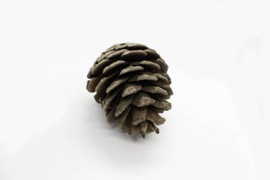 Açık arkaplanda bir çam kozalağı görüntüsü.