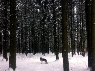 Gün kış ormanlarında yürür.