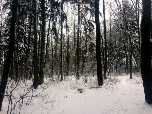 Passeio Dia Pela Floresta Inverno — Fotografia de Stock