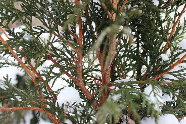 Foto Van Jeneverbes Takken Bedekt Met Vorst Sneeuw Besneeuwde Winter — Stockfoto