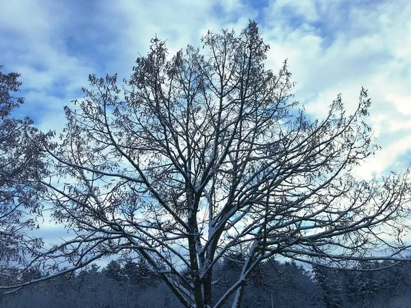 Árvore Coberta Neve Final Outono Sob Primeira Neve — Fotografia de Stock