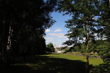 Güneşli ve tembel bir günde şehir parkı. Gökyüzüne karşı yaprak ağacı.