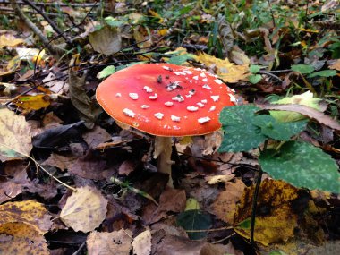 Yenilmez mantar. Akarik sinek. Avrupa 'da sonbahar ormanı.