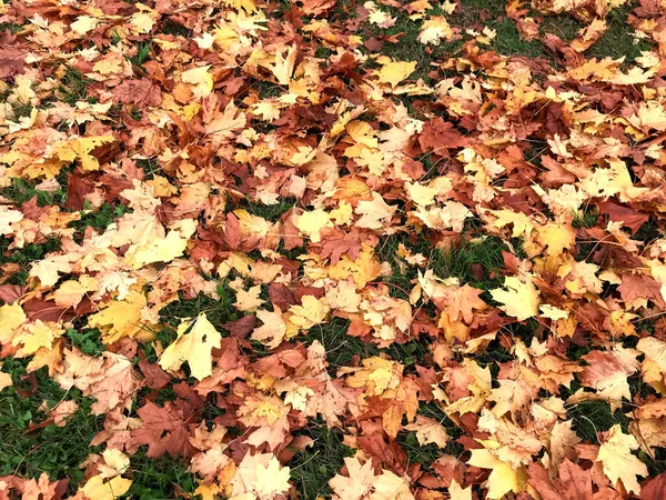 白俄罗斯秋天中秋的落叶 — 图库照片