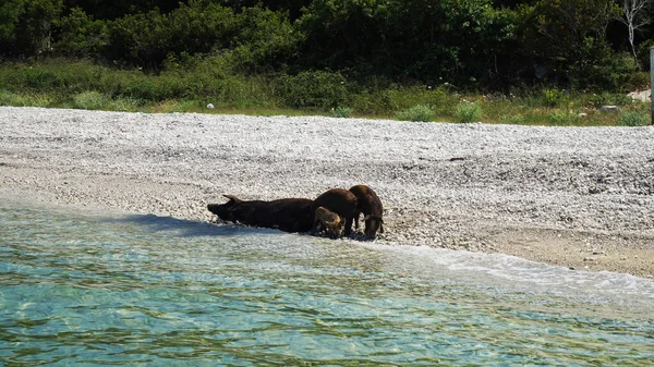 Family Wild Boars Swim Water Beach Ionian Sea — Stock Photo, Image