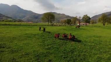 İnsansız hava aracı yeşil bir vadinin dibinde birkaç atın üzerinde uçuyor. Kırsal turizm konsepti. Navarra, Pyrenees 'deki yaz manzarasının insansız hava aracı görüntüsü. Hava manzaralı at sürüsü.