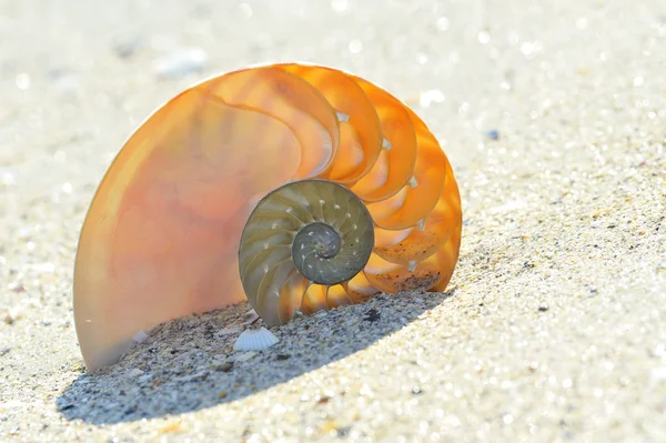 Sekcja skorupy nautilus — Zdjęcie stockowe