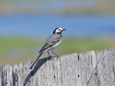 Beyaz Wagtail - motacilla alba