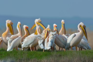 büyük beyaz Pelikan