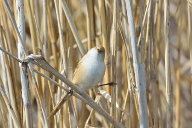beraded baştankara - baştankara - doğal yaşam (panurus biarmicus)