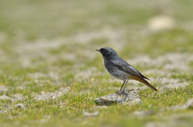 siyah kırmızı başlangıç (Phoenicurus ochruros)