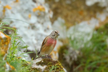 Ketenkuşu erkek (Carduelis cannabina)