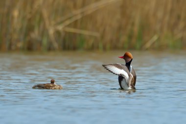 Kırmızı ibikli Pochard (Netta rufina)
