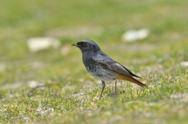 siyah kırmızı başlangıç (Phoenicurus ochruros)