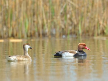 Kırmızı ibikli Pochard (Netta rufina)