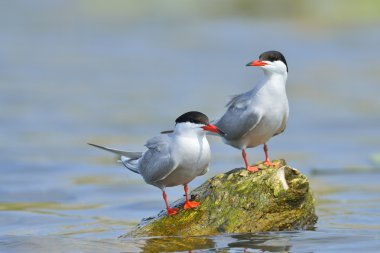 Bayağı sumru (sterna hirundo doğal ortamlarında)