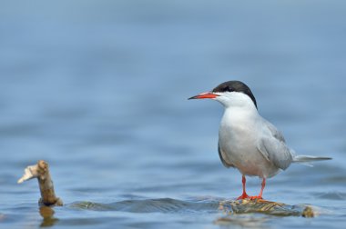 Bayağı sumru (sterna hirundo doğal ortamlarında)