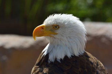 Kel kartal (haliaeetus leucocephalus) portre